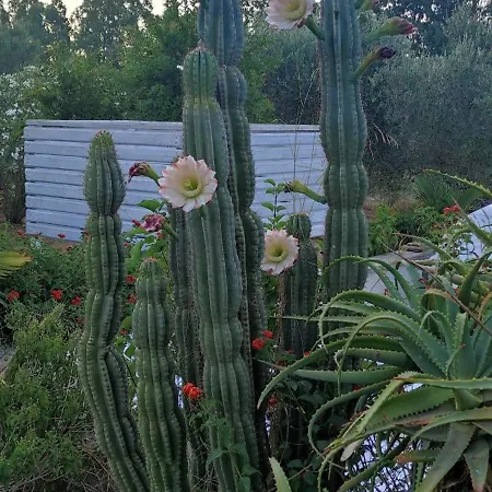 Podere Le Palme Prázdninový dům Castiadas